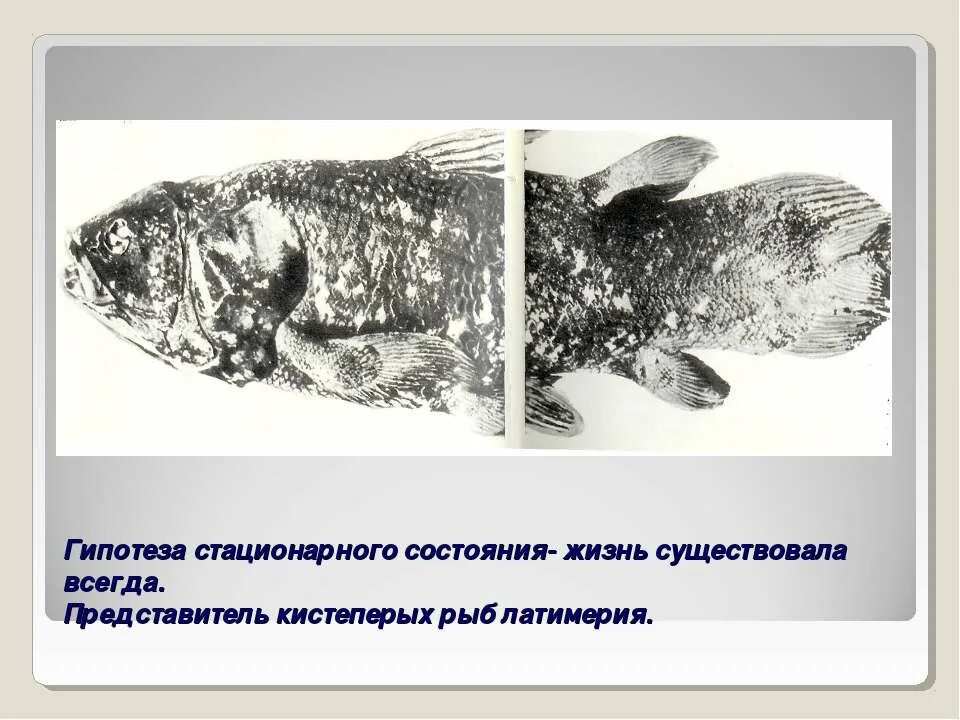 Кистеперая рыба Латимерия. Представитель кистеперых рыб Латимерия. Гипотизм. Стационарного состояния. Концепция стационарного состояния. Появление кистеперых рыб