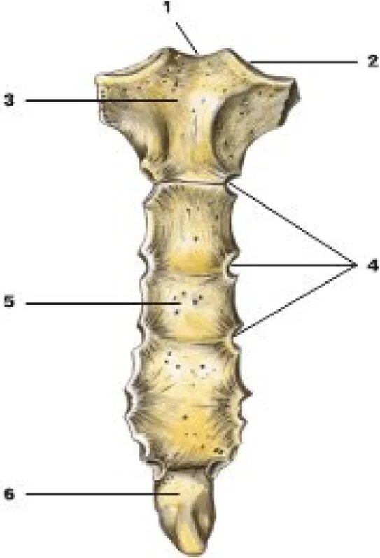 Трубчатая грудная кость. Мечевидный отросток анатомия. Грудина sternum. Грудина кости анатомия. Грудина мечевидный отросток анатомия.