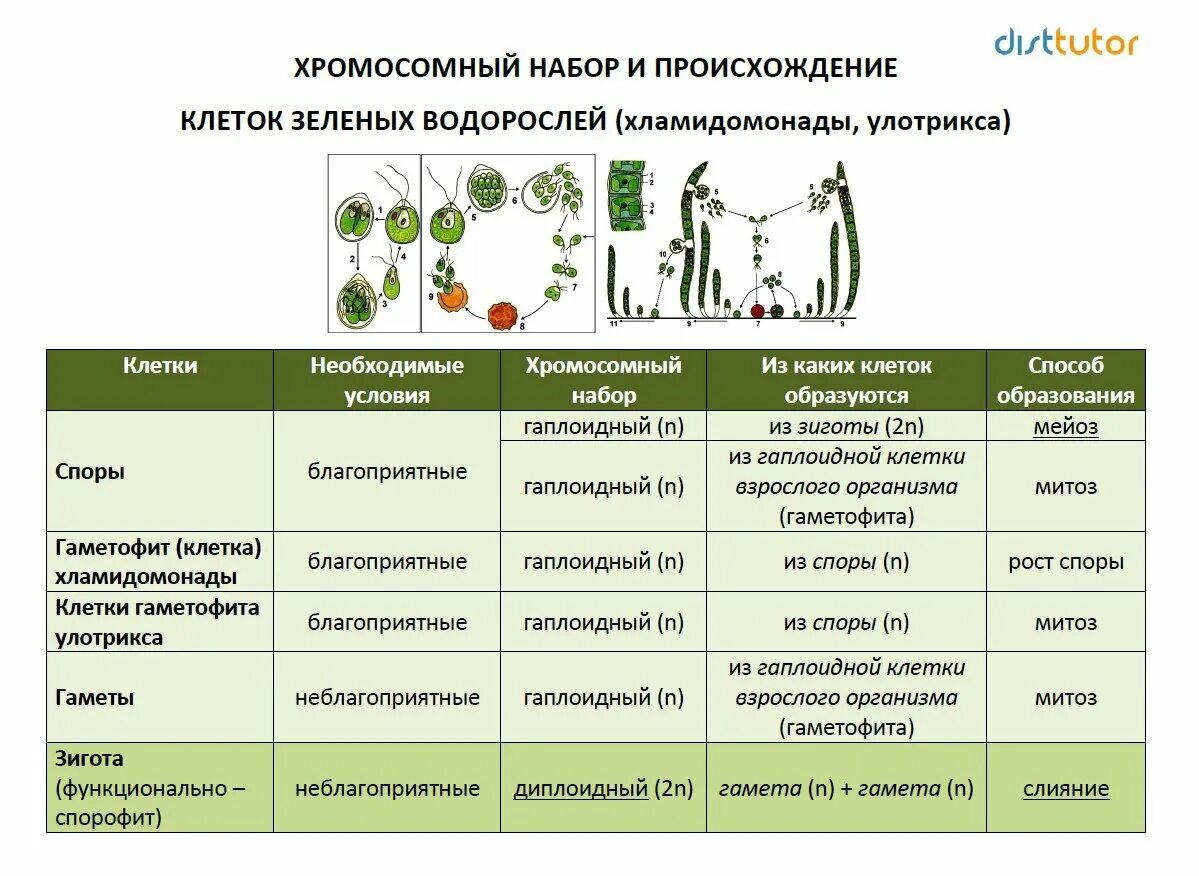 Спорофит сколько хромосом. Жизненный цикл водорослей ЕГЭ биология. Жизненные циклы споровых растений таблица. Жизненный цикл растений ЕГЭ биология таблица. Жизненные циклы растений зеленые водоросли.