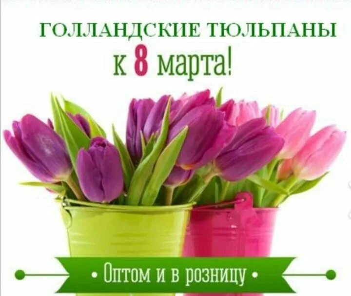 Реклама тюльпаны магазинов. Объявление о продаже цветов.