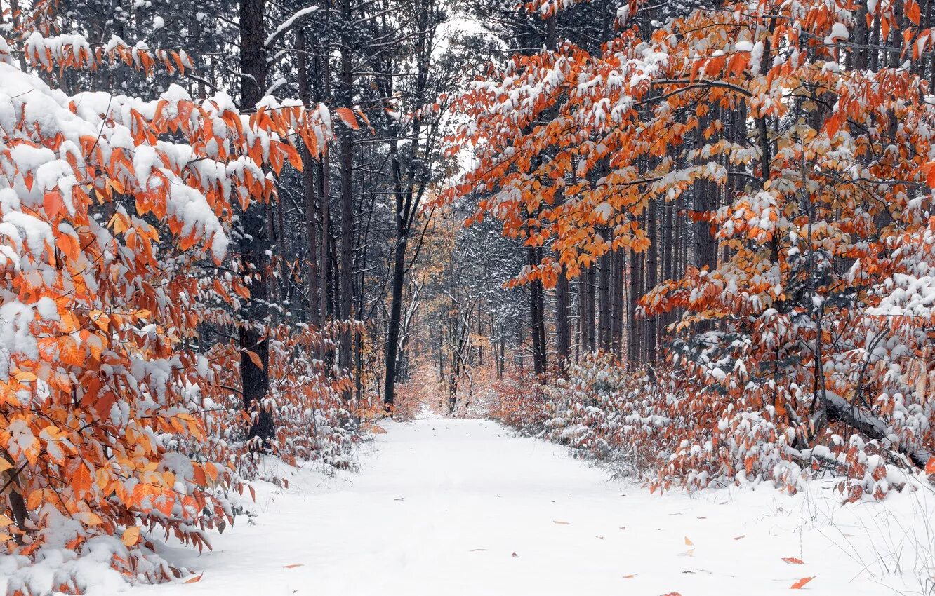 Поздняя осень и наступление зимы. Ноябрь природа. Снежная осень. Поздняя осень. Ранняя зима.