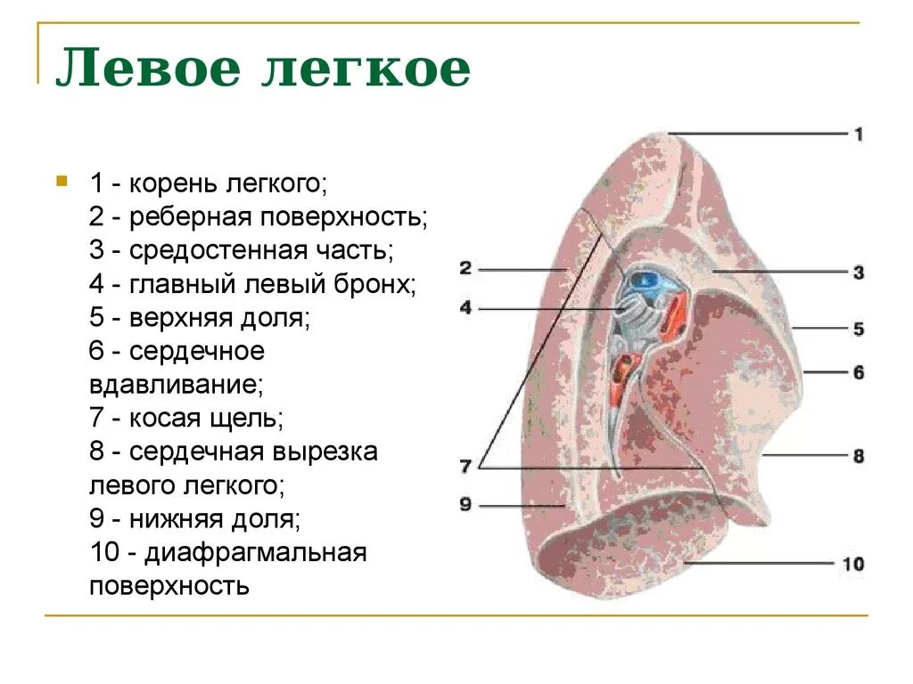 Ворота легкого образования. Легкие строение корень. Анатомические структуры корня легкого. Корень левого легкого анатомия. Структура правого легкого корень.