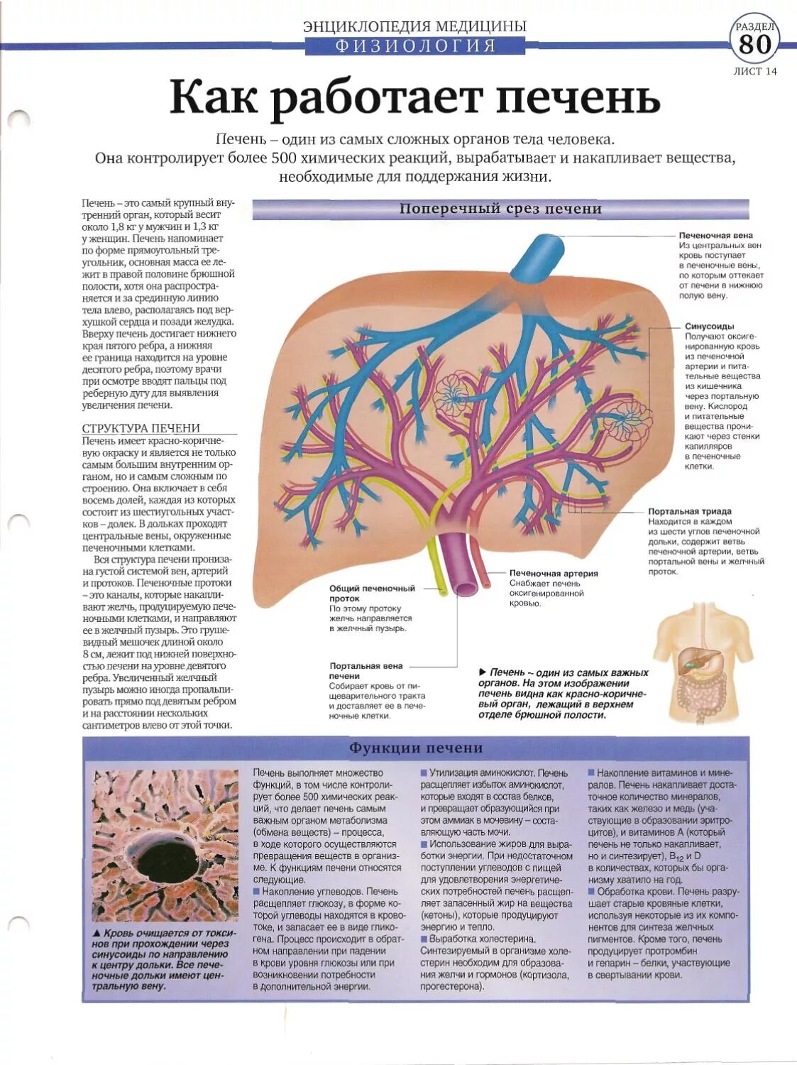 Работа печень человека. Анатомия и физиология печени. Как работает печень. Работа печени в организме. Строение печени физиология.
