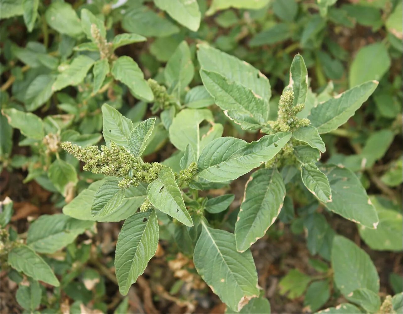 Амарант сорняк щирица. Амарант щирица огородный. Щирица запрокинутая Amaranthus retroflexus. Лебеда щирица. Полезные сорняки