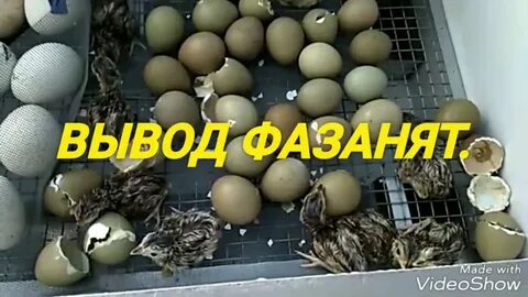 Сколько фазан сидит на яйцах дней