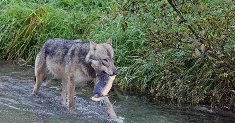 Волки едят рыбу