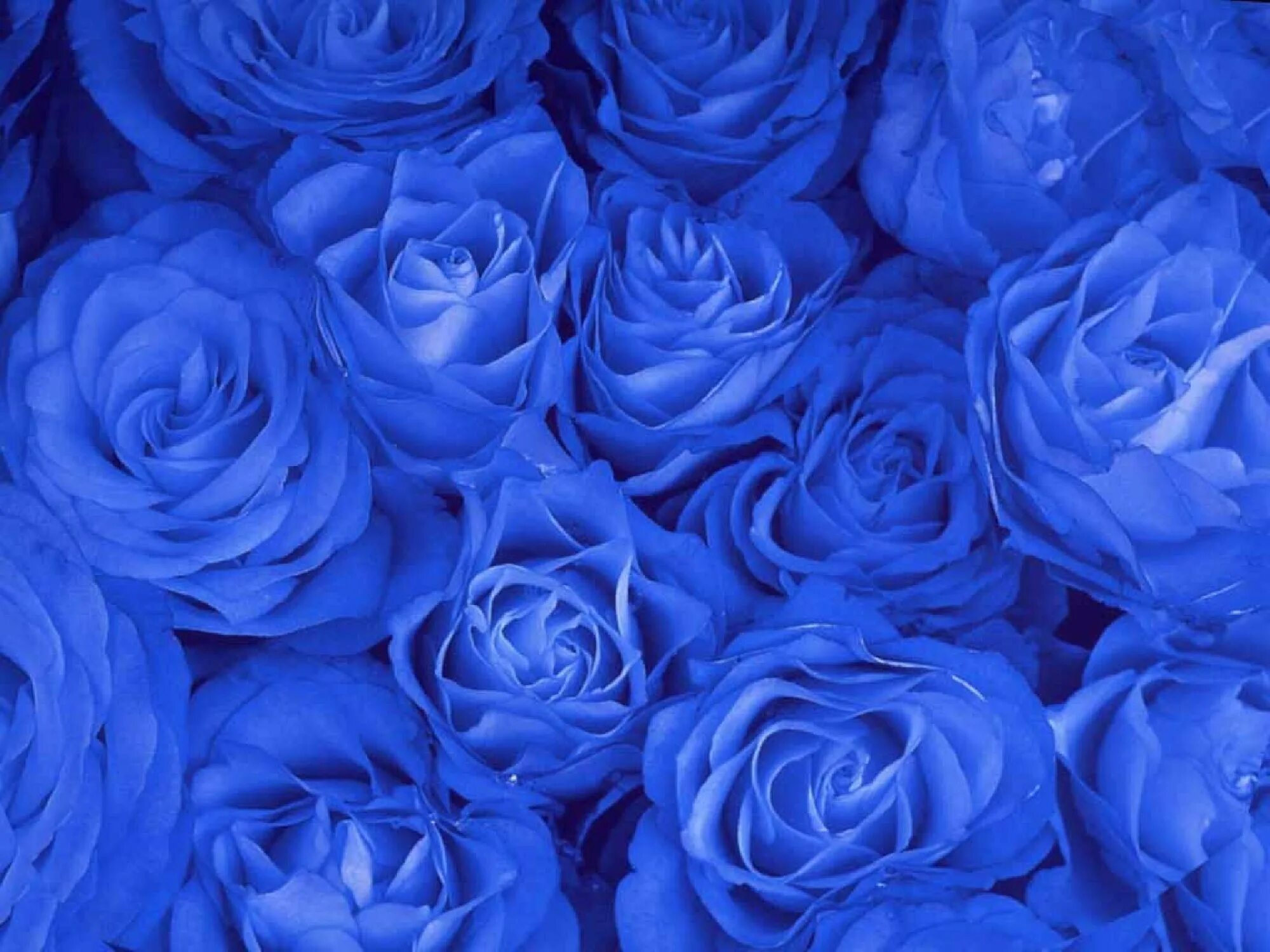 Фотография синего цвета. Роза ультрамарин. Голубая Перинея роза. Роза Триумф синяя. Роза Блю сапфир.