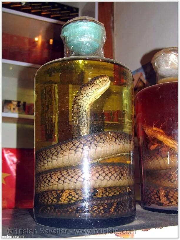 Змеиное вино (Вьетнам). Змеиное вино из Вьетнама. Snake Wine Вьетнам. Купить настойка змей