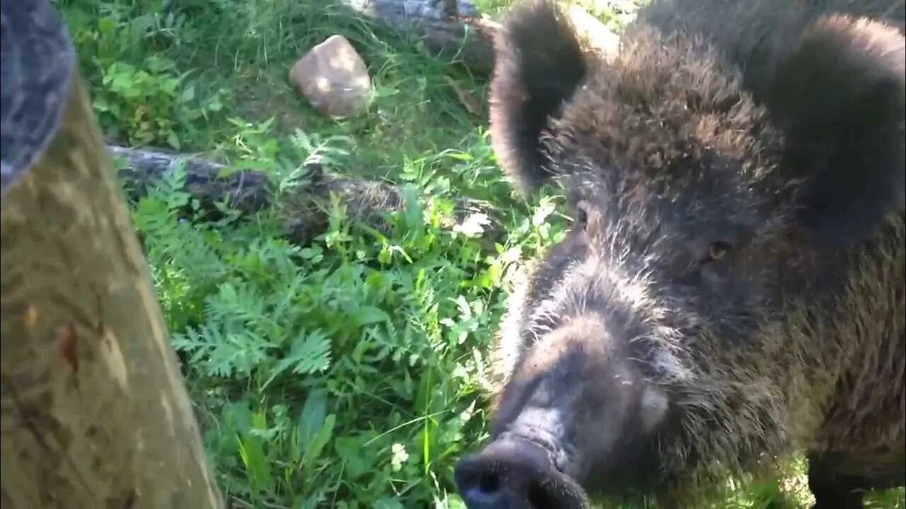 Видео кабана и добро. Кабан и добрый кабан и добрый. Добрый кабанчик. Кабан и добрый в реальной жизни.