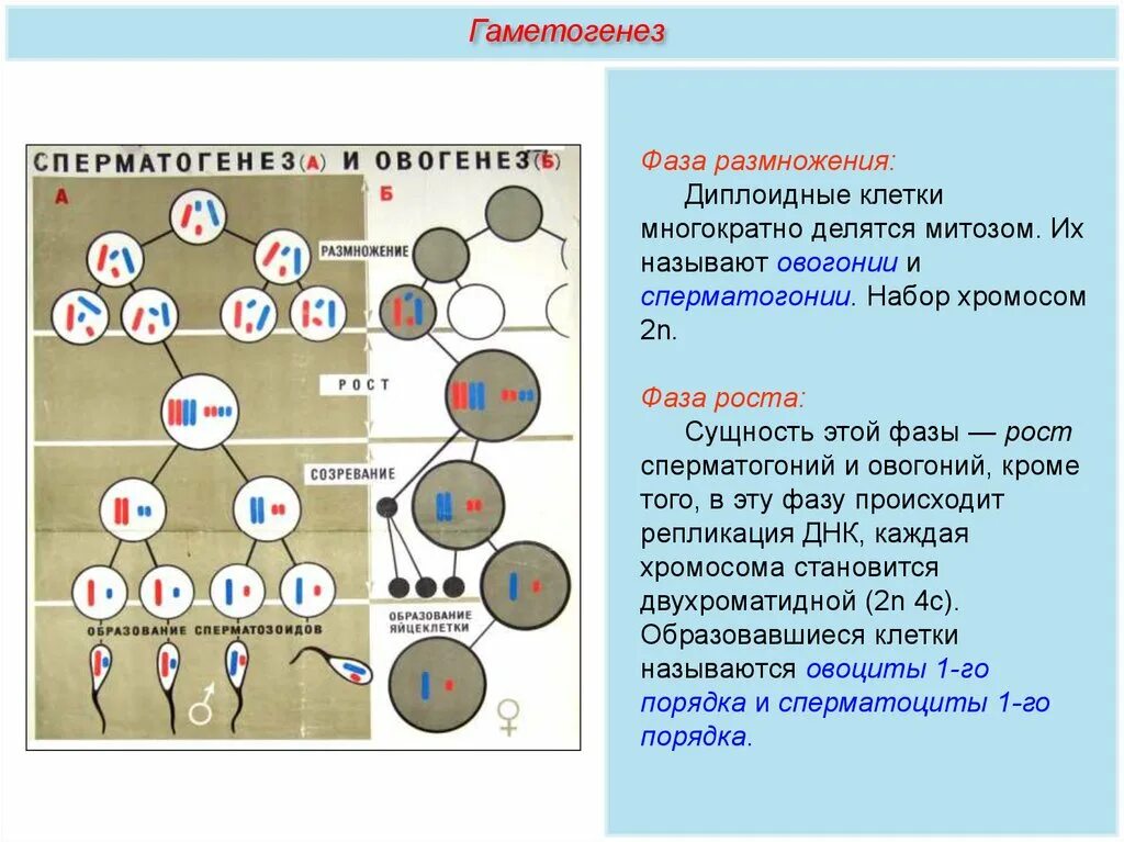 Гаметогенез и оплодотворение. Гаметогенез 10 класс. Фаза созревания гаметогенеза. Гаметогенез схема. Гаметогенез какое размножение