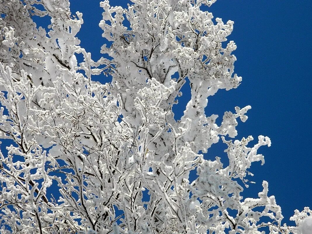 узоры на окне. иней на ветках деревьев. снежная кайма на березе. зимние кружева. зимние кружева на деревьях.