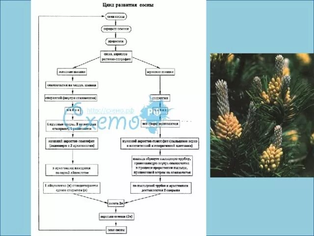Цикл развития голосеменных растений. Жизненный цикл сосны обыкновенной схема. Цикл развития голосеменных растений схема. Оплодотворение голосеменных растений схема. Развитие хвойных