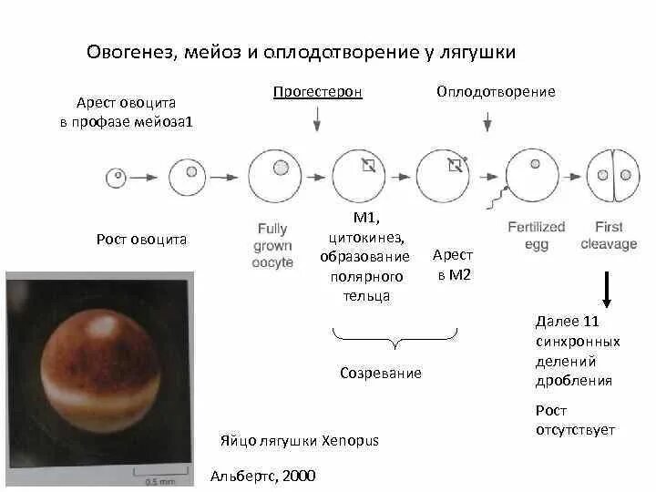 Созревание полярных телец. Мейоз оплодотворение. Овогенез мейоз. Мейоз 1 при овогенезе. Овогенез мейоз 1.