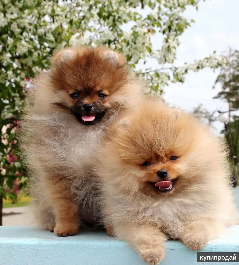 шпиц екатеринбург