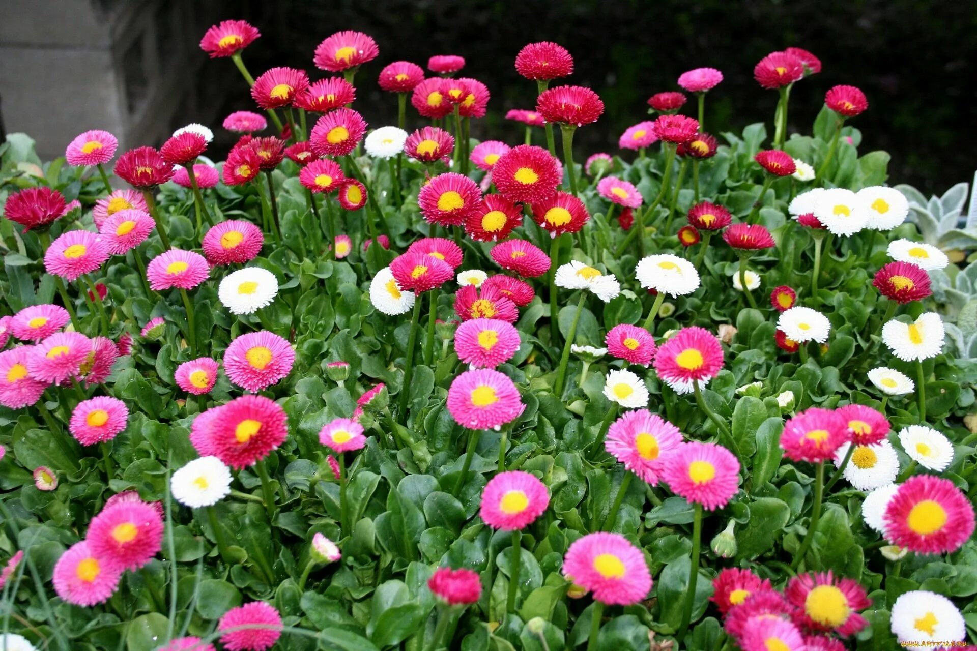 Маргаритка помпонная. Маргаритка помпонная смесь окрасок. Маргаритка Bellis perennis. Маргаритка Беллис растение.