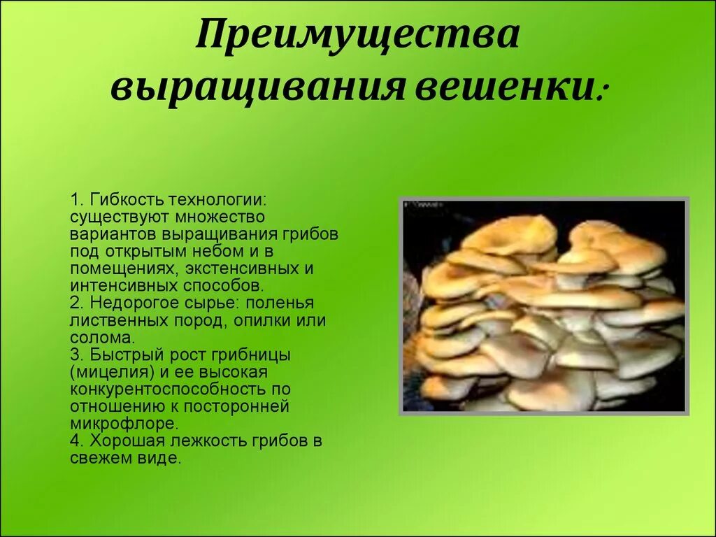 Вешенки 2. Презентация выращивание грибов. Вешенки грибы презентация. Доклад про вешенки. Условия выращивания грибов.