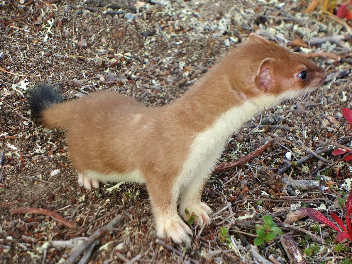горностай отзывы. ласка животное. горностай фото. горностай в тундре. горностай в тайге.