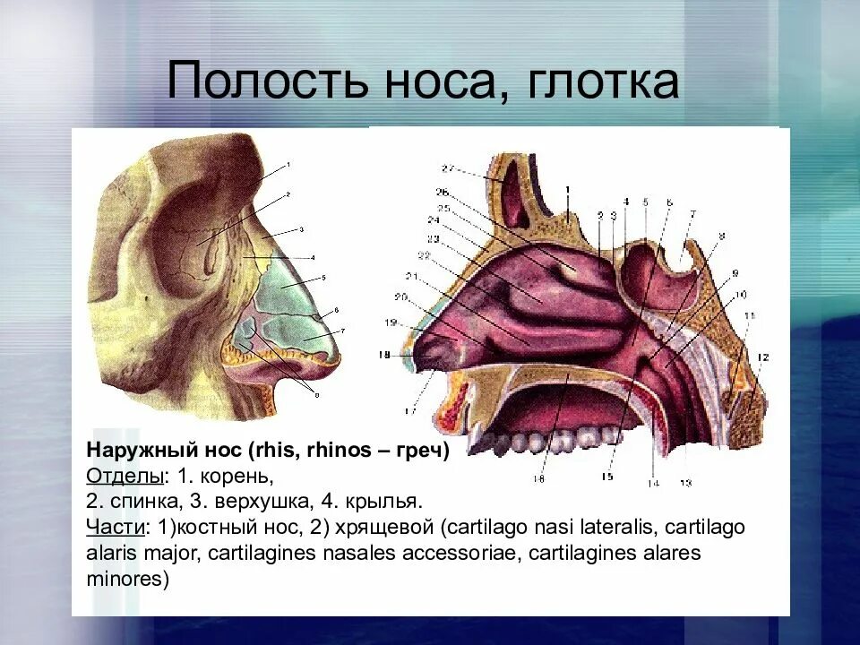 Строение наружного носа. Нос дыхательная система анатомия. Полость носа анатомия дыхательная система. Наружный нос носовая полость строение. Полость носа анатомия строение.
