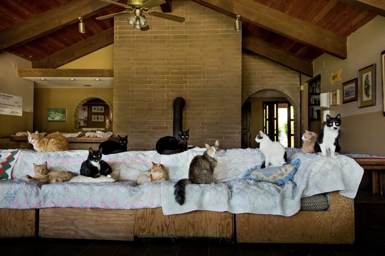 Живу в холодном доме. Приют для кошек Кэт Хаус в Калифорнии. Комната для кошек. Дом для кошки. Уютные домики для котов.