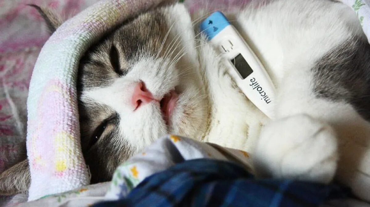 Кошка которая болела. Кошка которая болела