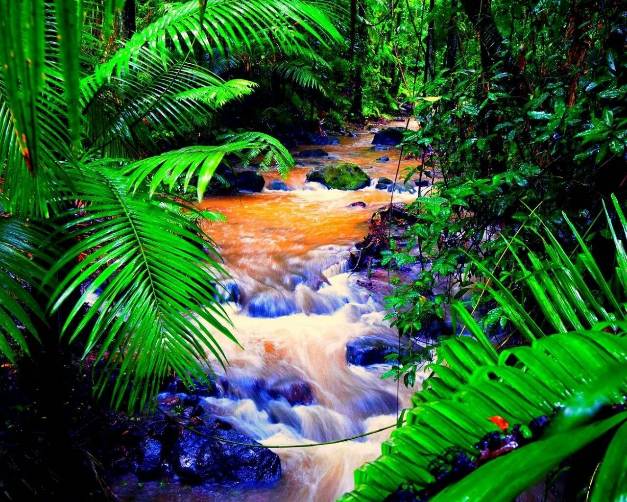 Тропикал Рейнфорест. Тропические дождевые леса Амазонии. Amazon Rainforest=тропические леса амазонки. Амазонские джунгли тропический водопад.