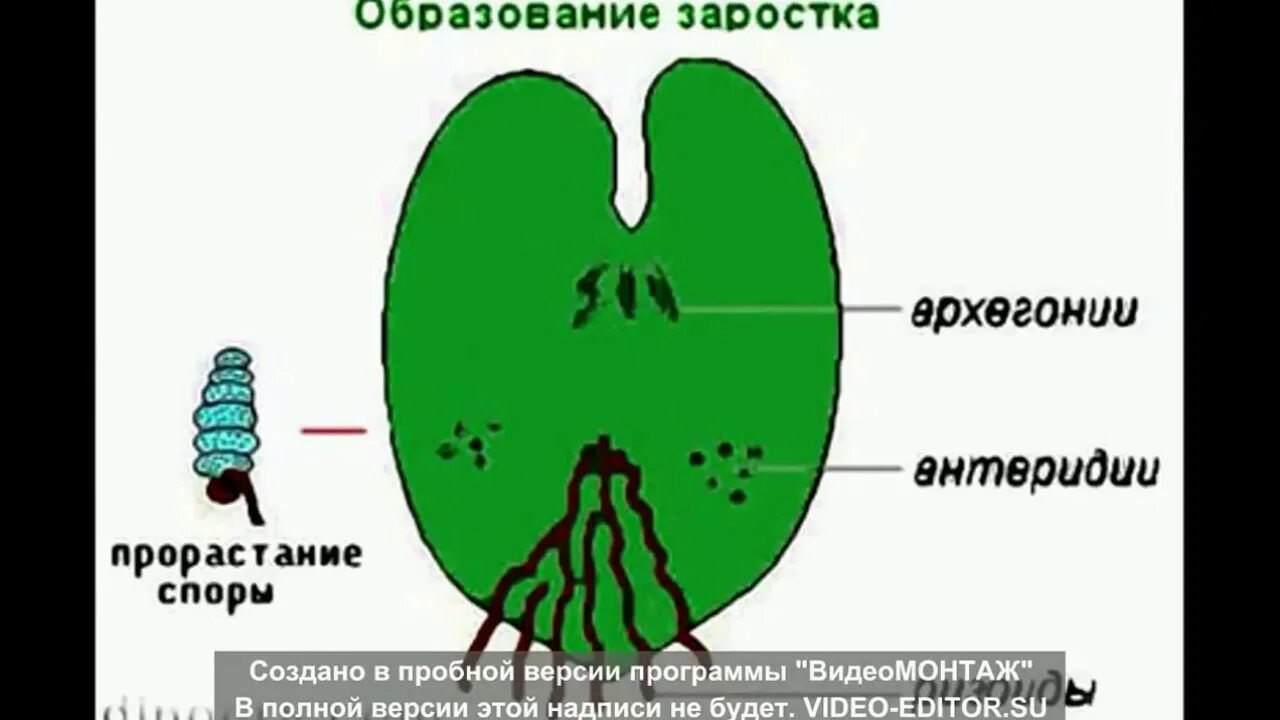 Деление клеток архегония. Строение гаметофита папоротника. Заросток папоротника строение. Строение заростка. Заростки папоротникообразных.