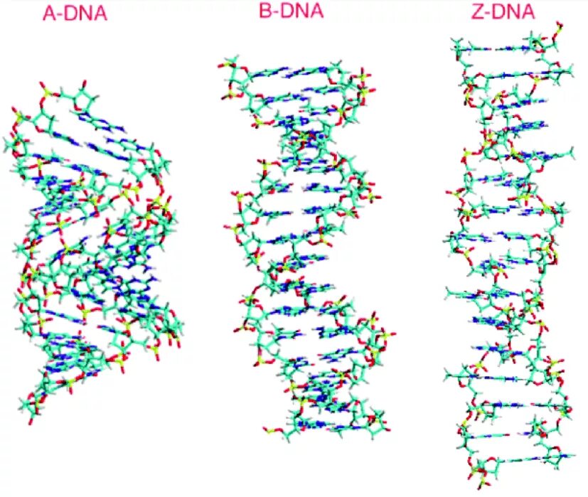 ДНК пдф. DNA 60 схема. B-Helix DNA. Z-DNA A-DNA.