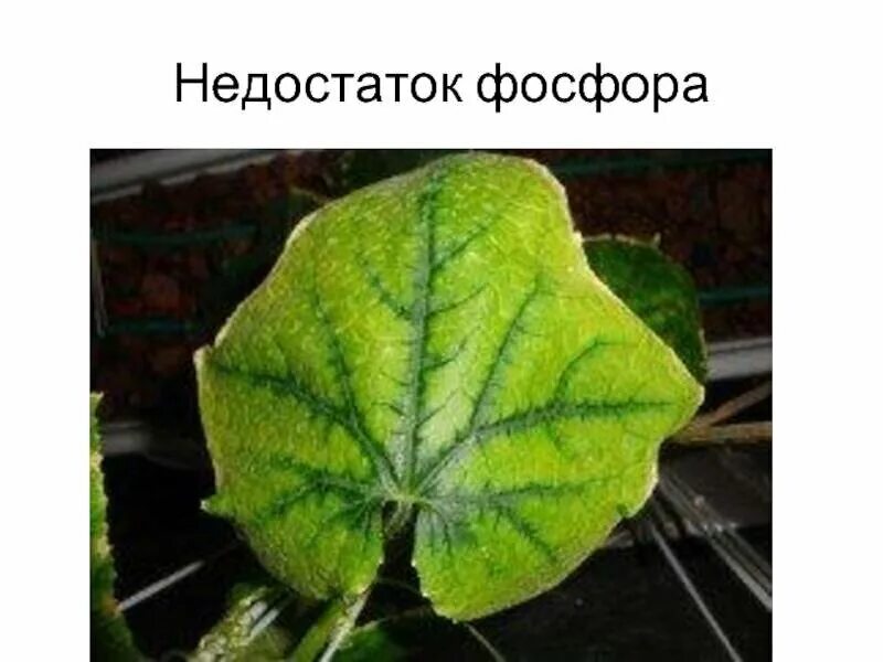 По листьям огурцов определить что им. Недостаток элементов у огурца. листья огурца дефициты. недостаток элемента по листьям огурца. недостаток питания на огурцах.