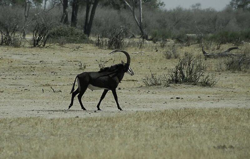 Черная антилопа. Южная Луангва черная антилопа. Черная антилопа гну. Чёрная антилопа (лат. Hippotragus Niger) красавица. Ареал: Кения.