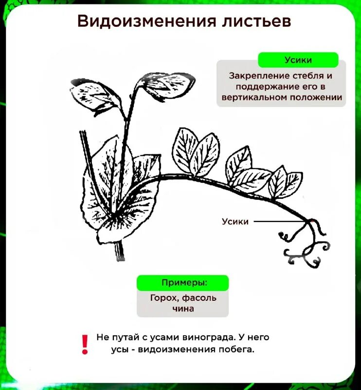 Видоизменения побегов и листьев барбариса. Видоизменения побегов и листьев барбариса. Метаморфозы побега гледичия. Видоизменения побегов колючки. Колючки видоизмененные побеги.