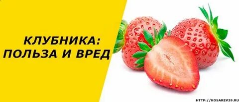 Польза и вред клубники