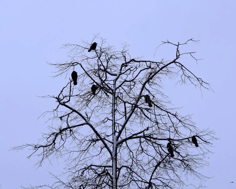 Вороны на дереве. Черные вороны на Сухом дереве. Воронье дерево Каспер. Ворон на дереве издалека.