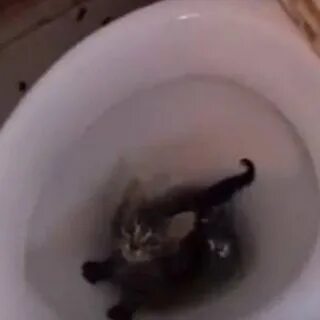 Котенок после переезда не какает