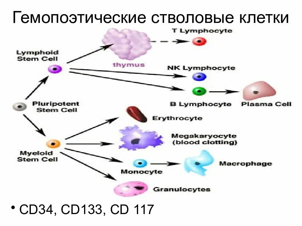 Гемопоэтическая стволовая клетка схема. Этапы развития гемопоэтической стволовой клетки. Схема кроветворения стволовая клетка. Плюрипотентные клетки дифференцировка. Полипотентные клетки