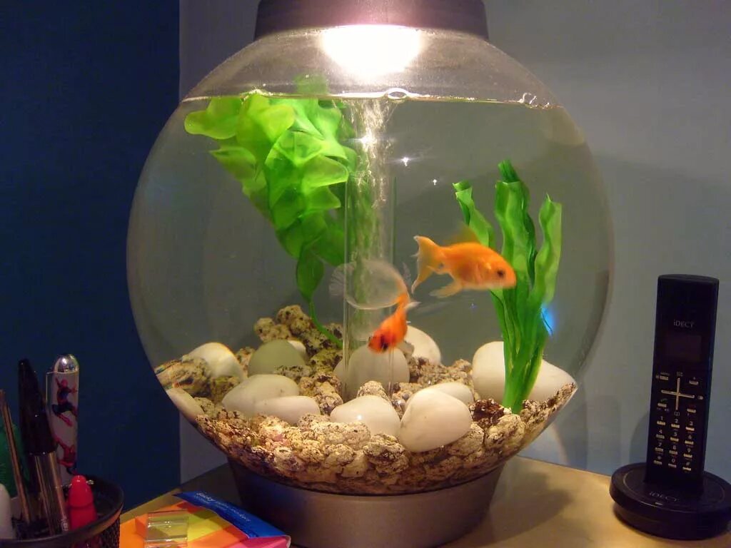 Какие рыбки могут жить одни. Круглый аквариум с рыбками. Аквариум маленький круглый. Золотая рыбка в круглом аквариуме. Маленькие рыбки для аквариума.