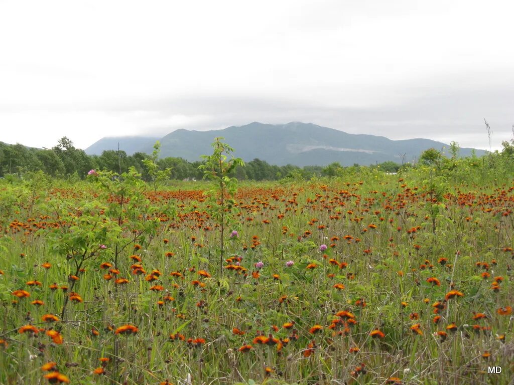 Озеро тунайча на сахалине. Курильские острова растения. Сахалин в июне. Огоньки цветы сахалин. Сахалин в июне фото.