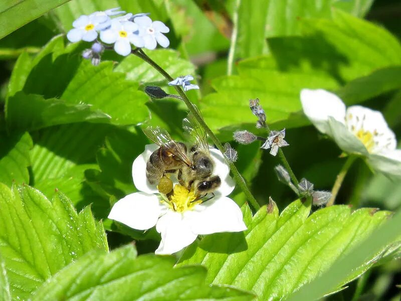 пчела опыляет цветок. земляника соцветие. соцветие земляники лесной. пчелы и земляника. цветущая земляника пчелы.