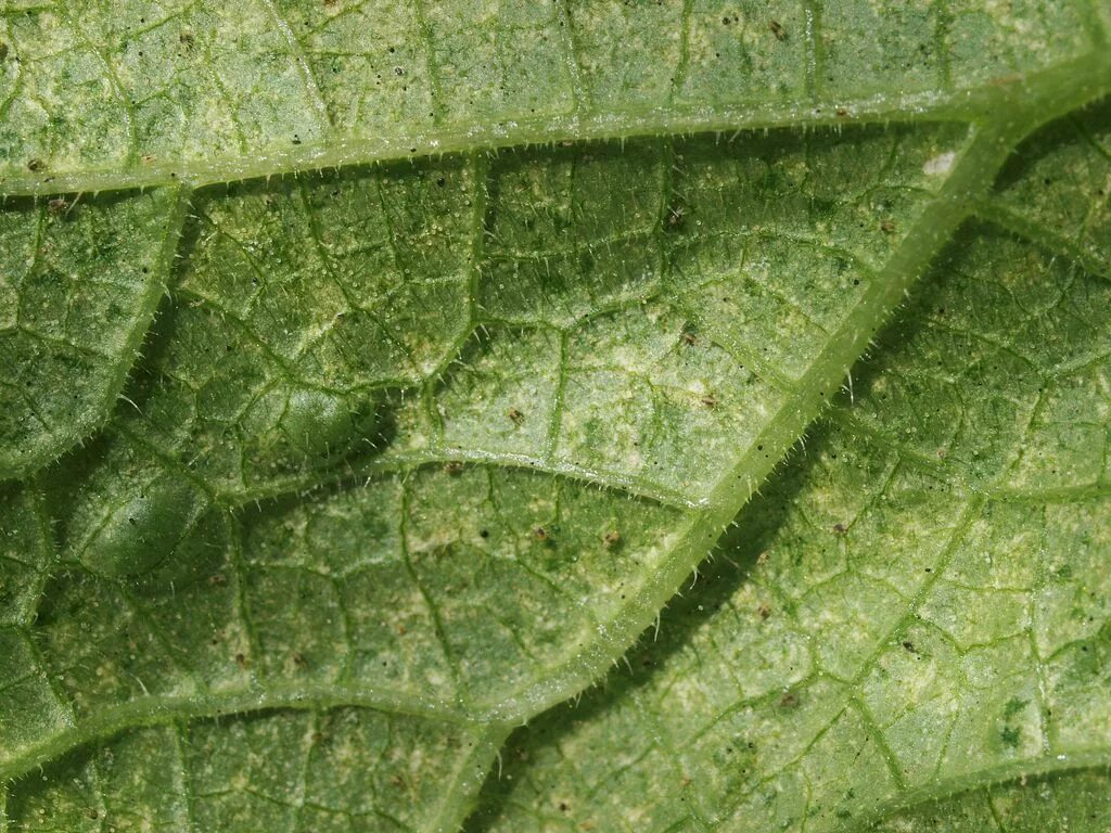 Паутинный клещ это. Паутинный клещ на растениях. атлантический паутинный клещ. паутинный клещ на огурцах. яйца паутинного клеща.