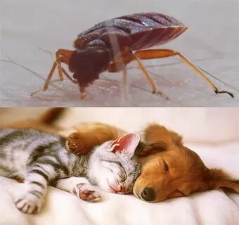 Клопы животных