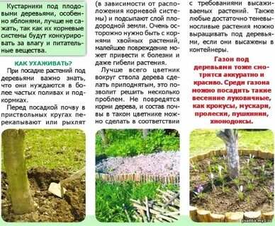Инструкция как посадить дерево