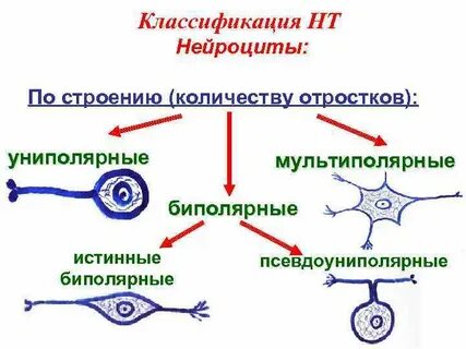 Нейроцит