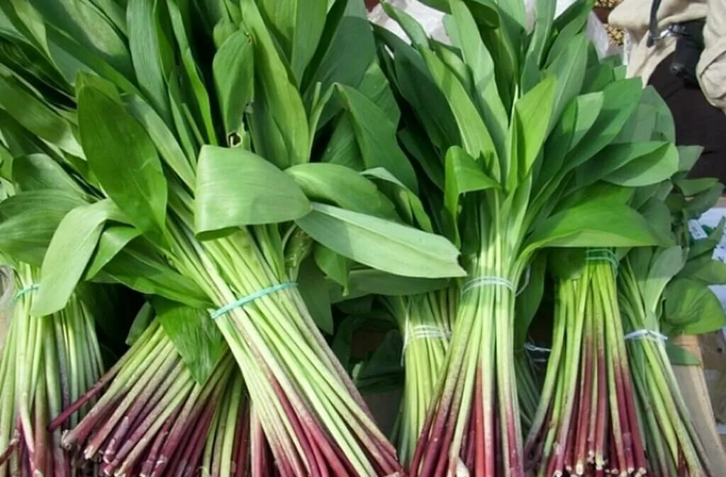 Черемша сибирская. Колба черемша. Колба алтайская черемша. Черемша пучок. Колба черемша.