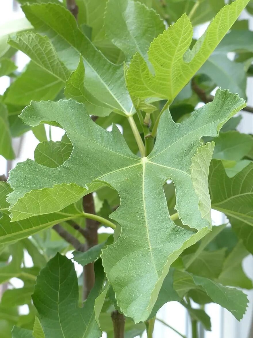 Фиговое дерево название. Ficus carica листья. Ficus carica дерево. Фикус Карика. Листья инжира.