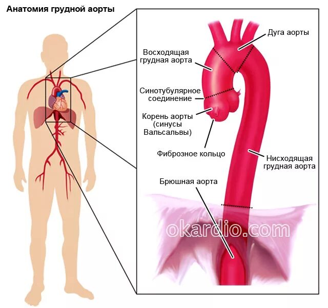 В аорте и крупных артериях находятся специализированные