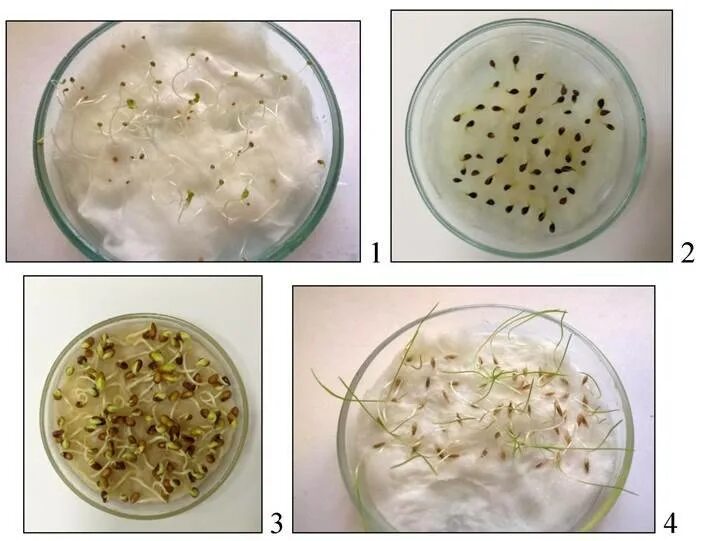 Лабораторная работа всхожесть семян. Пророщенные семена в чашках Петри. Чашка Петри для проращивания семян. Чашка Петри с семенами пшеницы. Пророщенные семена томатов.