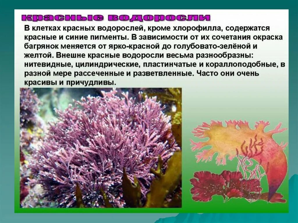 Доклад про водоросли. Водоросли 5 класс биология. Водоросли презентация 6 класс. Доклад про водоросли 5 класс.