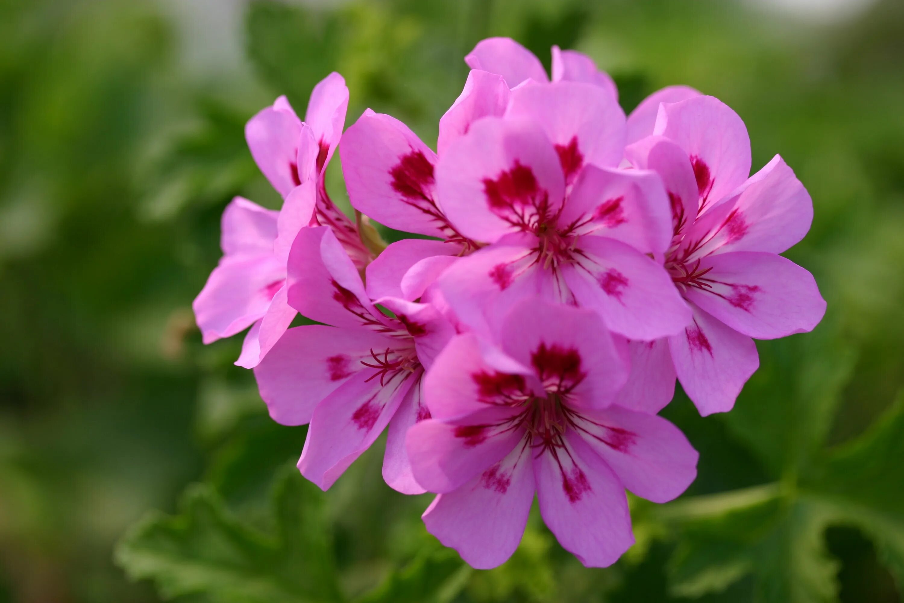 Какого размера герань. Пеларгония. Пеларгония (Pelargonium). Королевская герань. Пеларгония Королевская плющелистная.