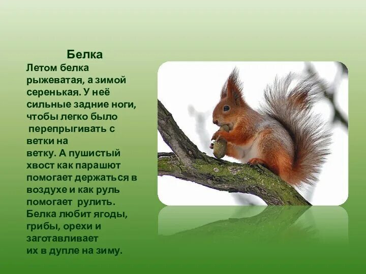 Описать животных 2 класс