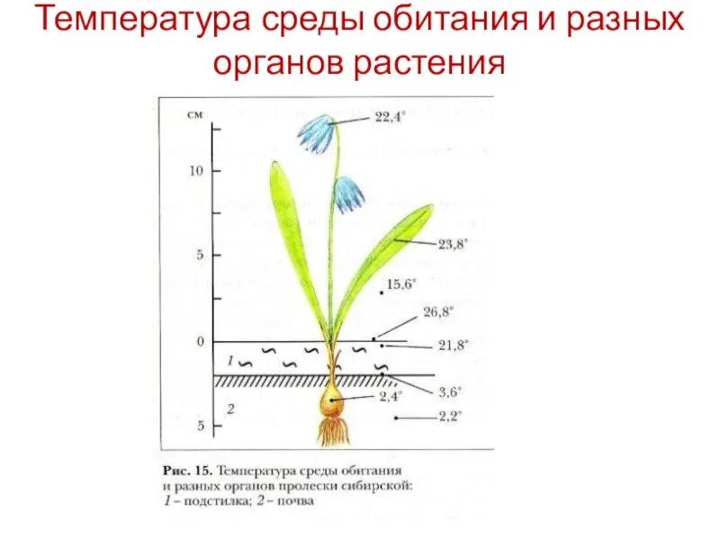 Температура почвы ночью. Температура для растений. температура среды. влияние температуры на растения. почва как среда обитания температура.