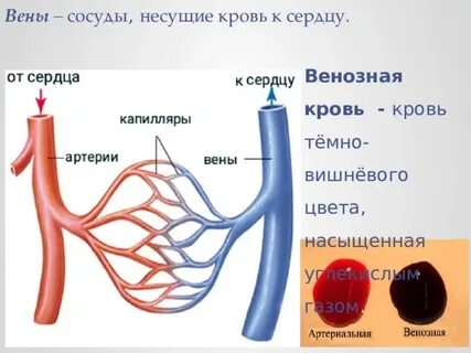 Соответствие артерия